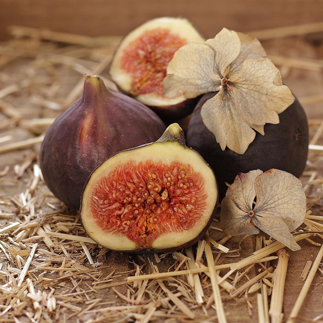 Ficus carica 'Majoam' ~ 'Little Miss Figgy' Fig-ServeScape