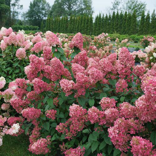 Hydrangea paniculata 'SMHPFL' PP25,135 ~ Fire Light® Hardy Hydrangea-ServeScape