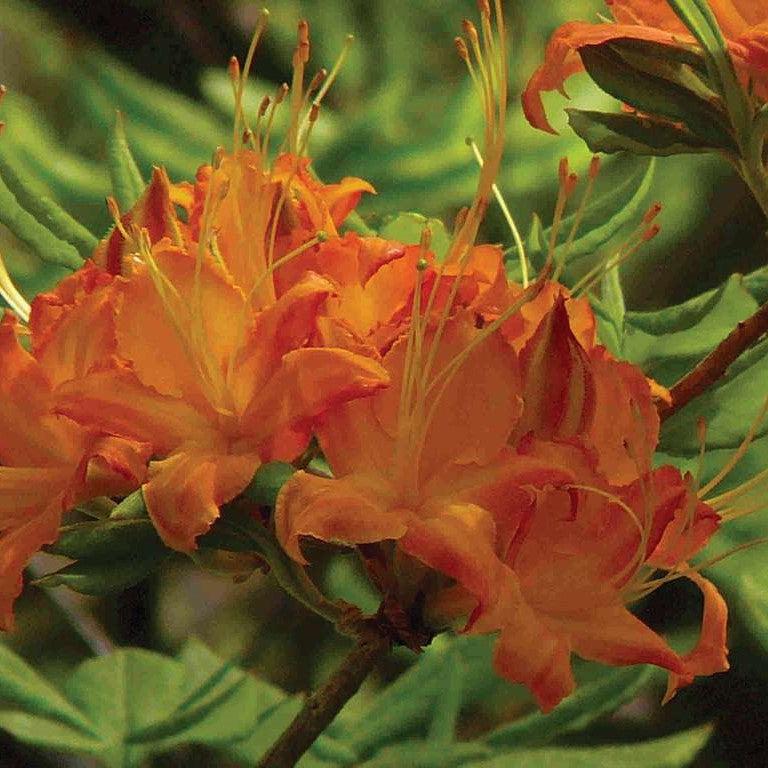 Rhododendron 'Tipsy Tangerine' ~ Tipsy Tangerine Native Azalea-ServeScape