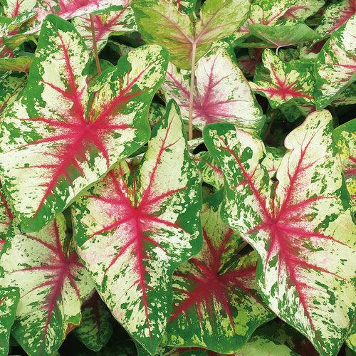 Caladium 'Flatter Me' ~ PW® Heart to Heart® Flatter Me Caladium-ServeScape