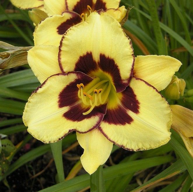 Hemerocallis 'El Desperado' ~ El Desperado Daylily-ServeScape