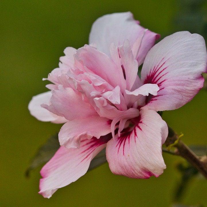 Hibiscus syriacus 'DS04PS' ~ Peppermint Smoothie ™ Rose of Sharon-ServeScape