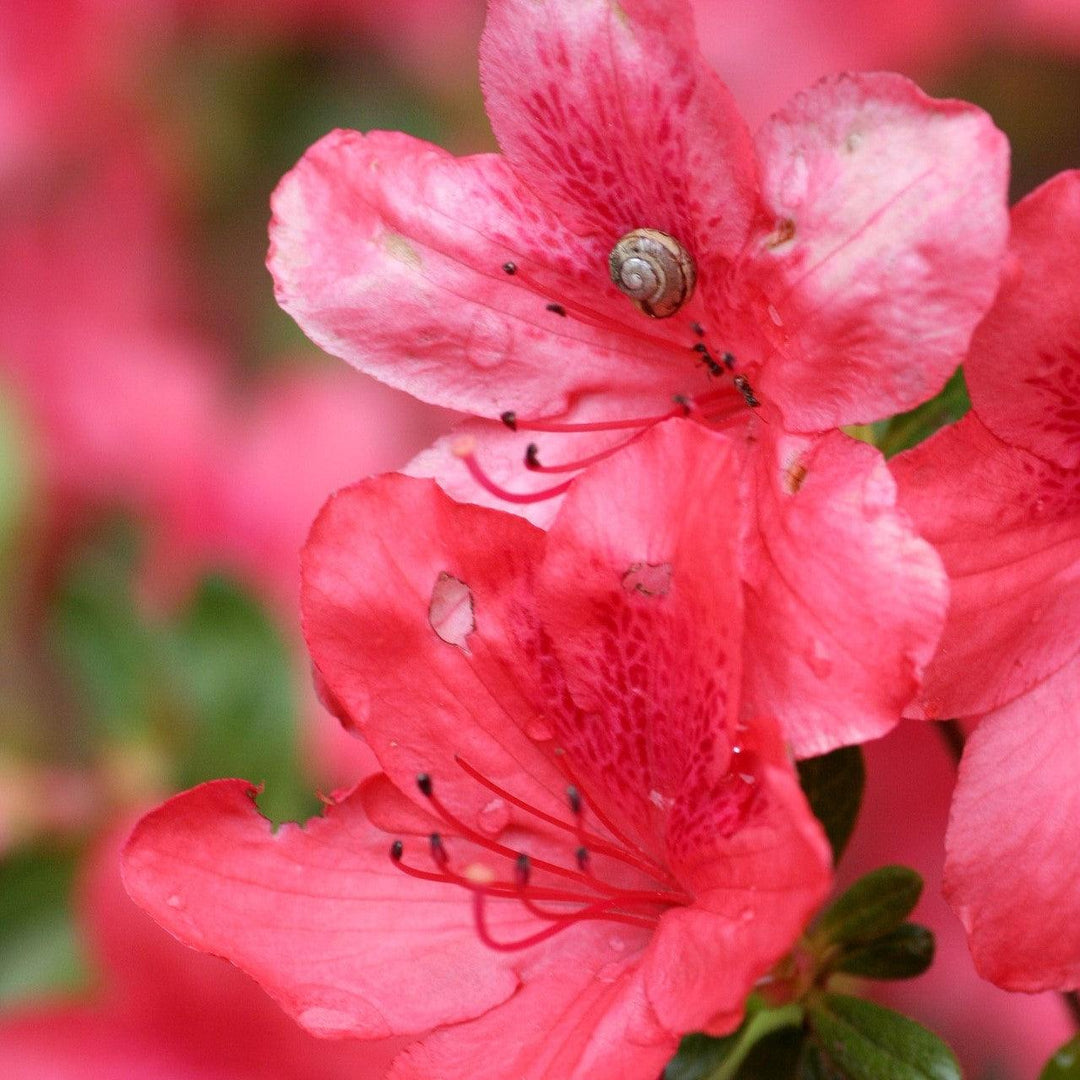 Azalea x 'AZ 47' ~ Deja Bloom® Fuchsia Parasol™ Azalea-ServeScape