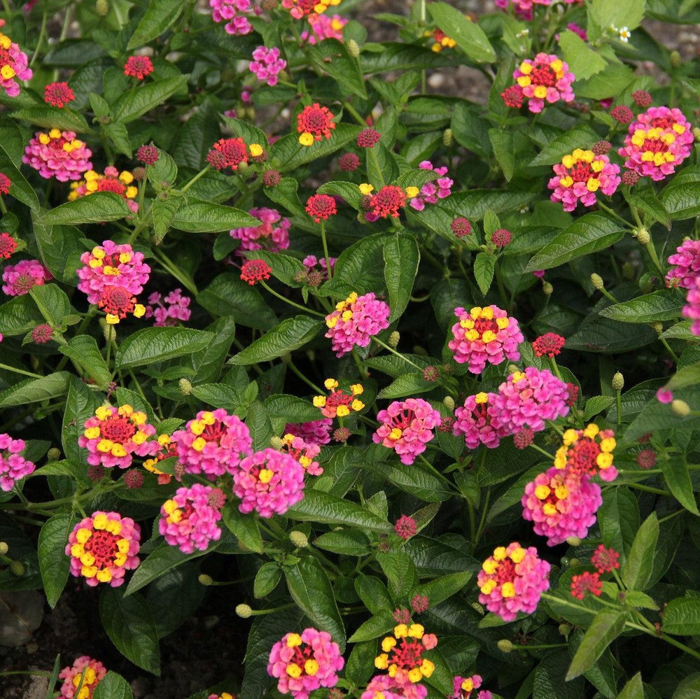 Lantana camara 'Gem Compact Pink Opal' ~ Gem™ Compact Pink Opal Lantana-ServeScape