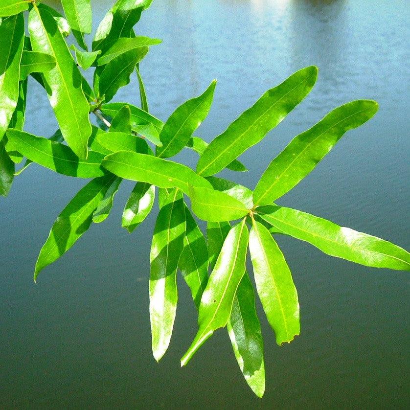 Quercus phellos ‘QPMTF’ ~ Wynstar® Willow Oak-ServeScape