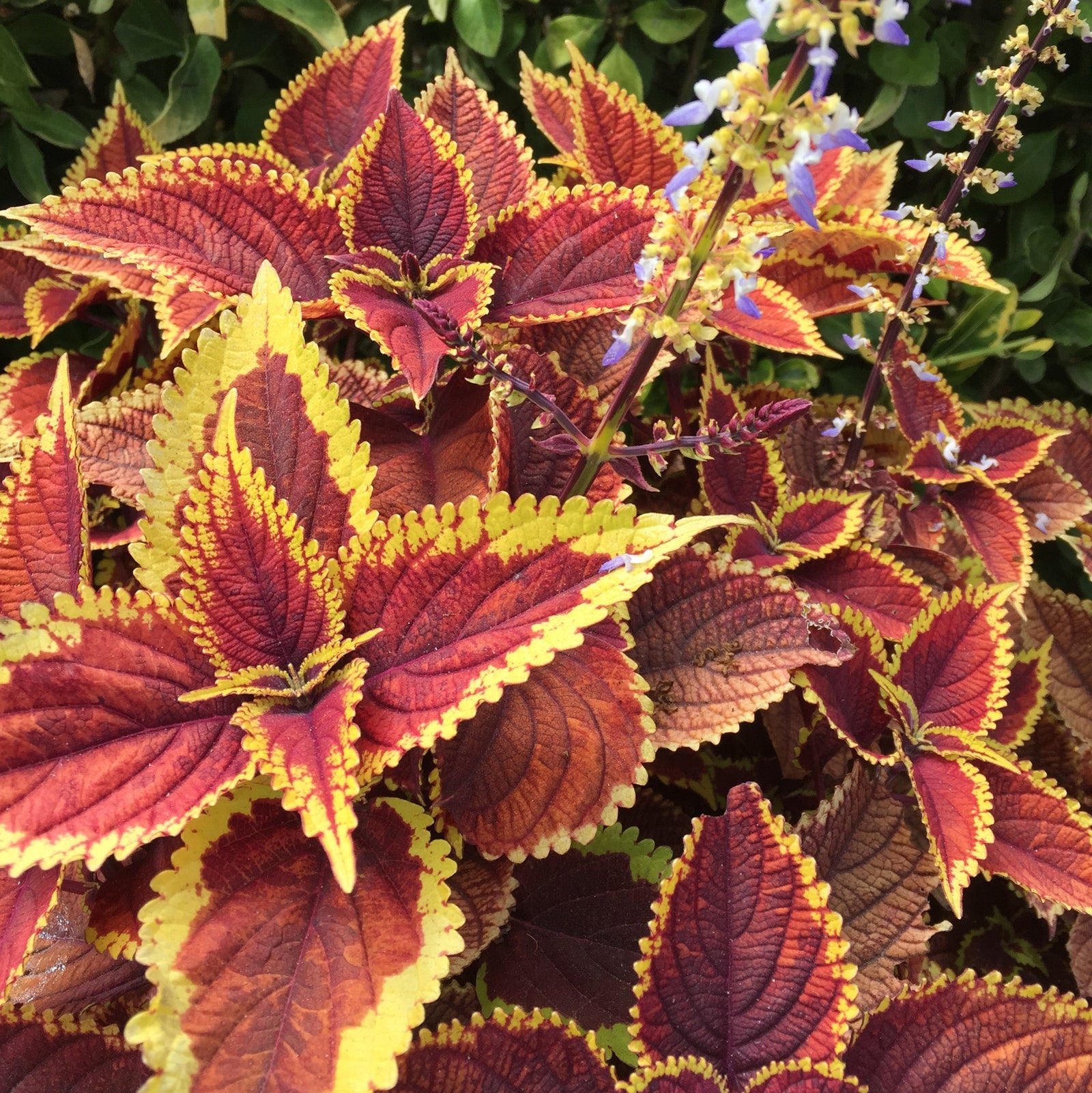 Solenostemon scutellarioides ‘Defiance’ ~ Defiance Coleus-ServeScape