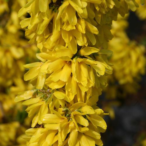 Forsythia x 'Minfor6' ~ Show Off Starlet® Forsythia-ServeScape