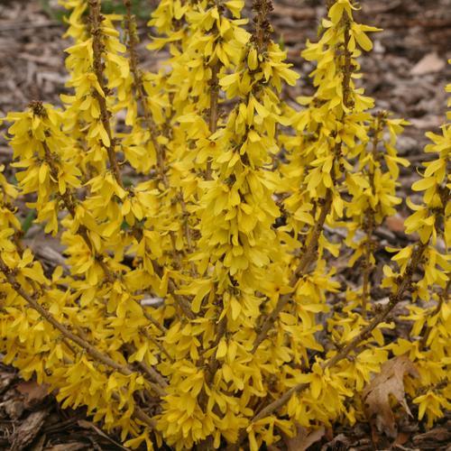 Forsythia x 'NIMBUS' USPP 23,838 ~ SShow Off® Sugar Baby® Forsythia-ServeScape