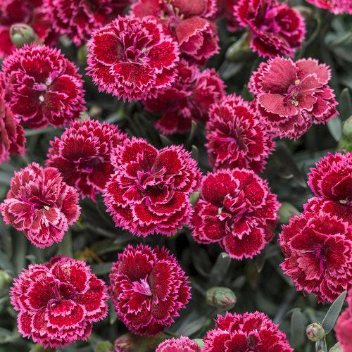 Dianthus 'Black Cherry Frost' ~ Fruit Punch® Black Cherry Frost Dianthus-ServeScape