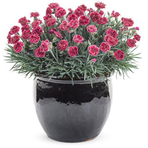 Dianthus 'Black Cherry Frost' ~ Fruit Punch® Black Cherry Frost Dianthus-ServeScape