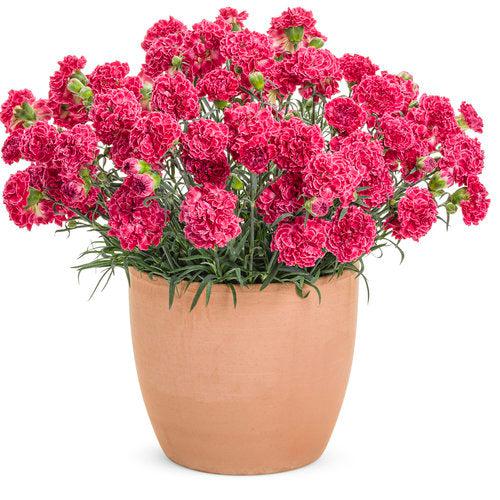 Dianthus 'Raspberry Ruffles' ~ Fruit Punch® Raspberry Ruffles Dianthus-ServeScape