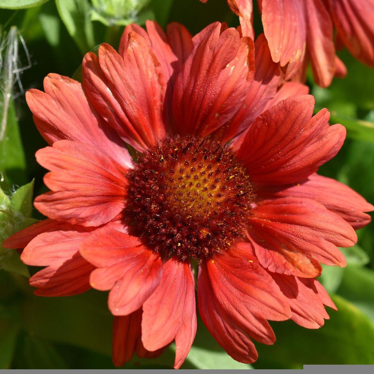 Gaillardia aristata 'Barbican Red' ~ Barbican™ Red Blanket Flower-ServeScape