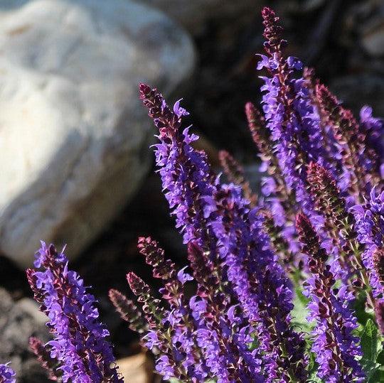 Salvia nemorosa 'Apex Blue' ~ Apex™ Blue Meadow Sage-ServeScape