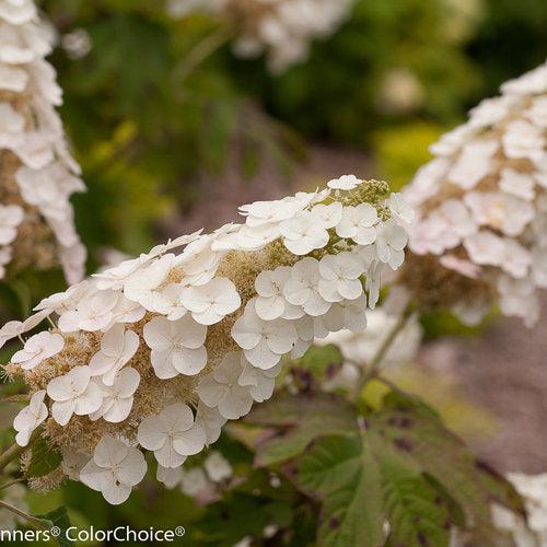 Hydrangea quercifolia 'Brenhill' ~ Gatsby Gal® Oakleaf Hydrangea-ServeScape