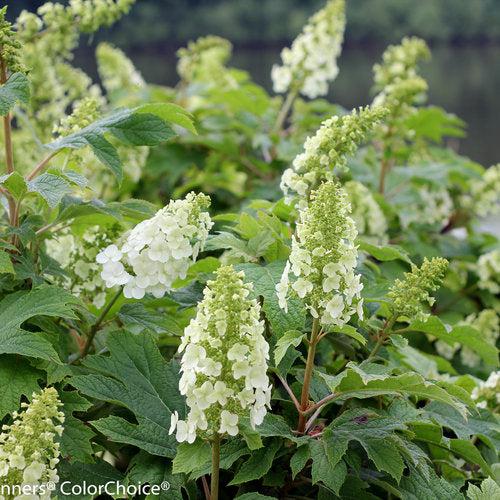 Hydrangea quercifolia 'Brenhill' ~ Gatsby Gal® Oakleaf Hydrangea-ServeScape