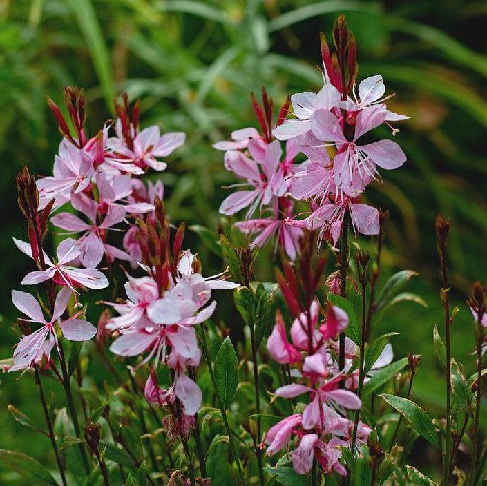 Gaura lindheimeri 'Passionate Rainbow' ~ Passionate Rainbow Gaura-ServeScape