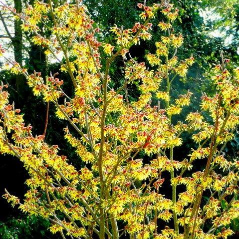 Hamamelis x intermedia 'Arnold Promise' ~ Arnold Promise Witch Hazel-ServeScape