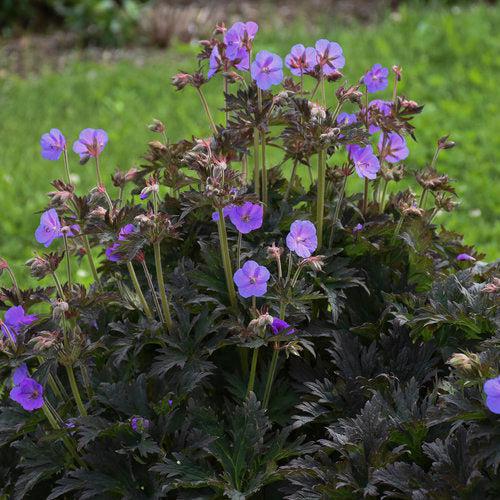 Geranium pratense 'Boom Chocolatta' ~ Boom Chocolatta Cranesbill-ServeScape