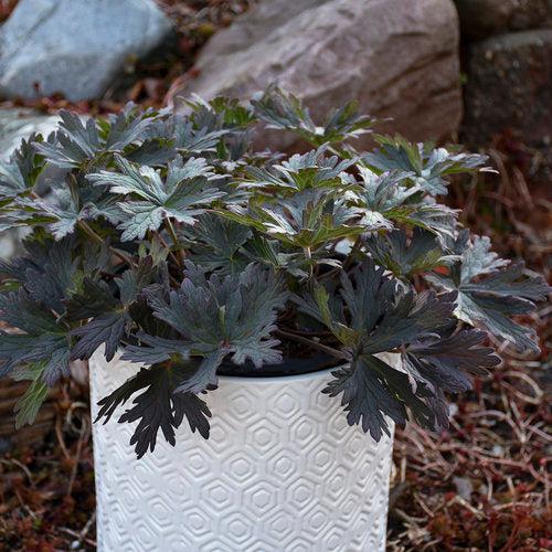 Geranium pratense 'Boom Chocolatta' ~ Boom Chocolatta Cranesbill-ServeScape
