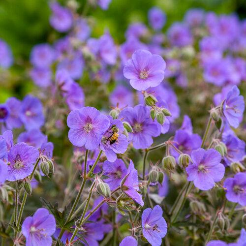 Geranium pratense 'Boom Chocolatta' ~ Boom Chocolatta Cranesbill-ServeScape