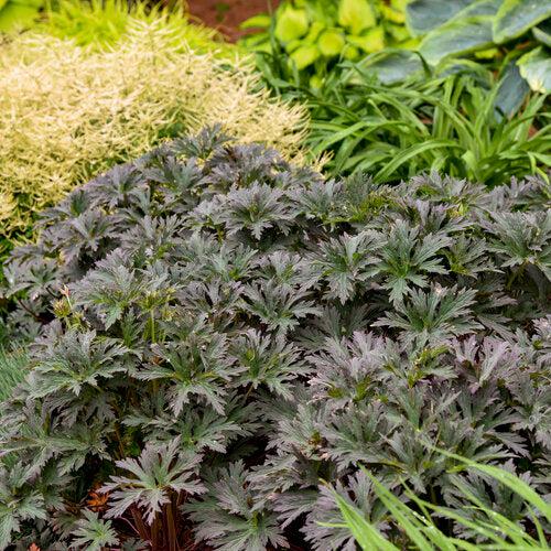 Geranium pratense 'Boom Chocolatta' ~ Boom Chocolatta Cranesbill-ServeScape