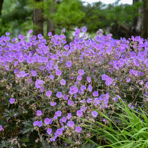 Geranium pratense 'Boom Chocolatta' ~ Boom Chocolatta Cranesbill-ServeScape
