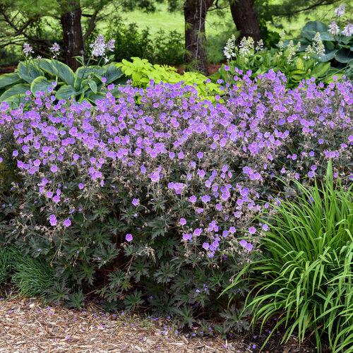 Geranium pratense 'Boom Chocolatta' ~ Boom Chocolatta Cranesbill-ServeScape