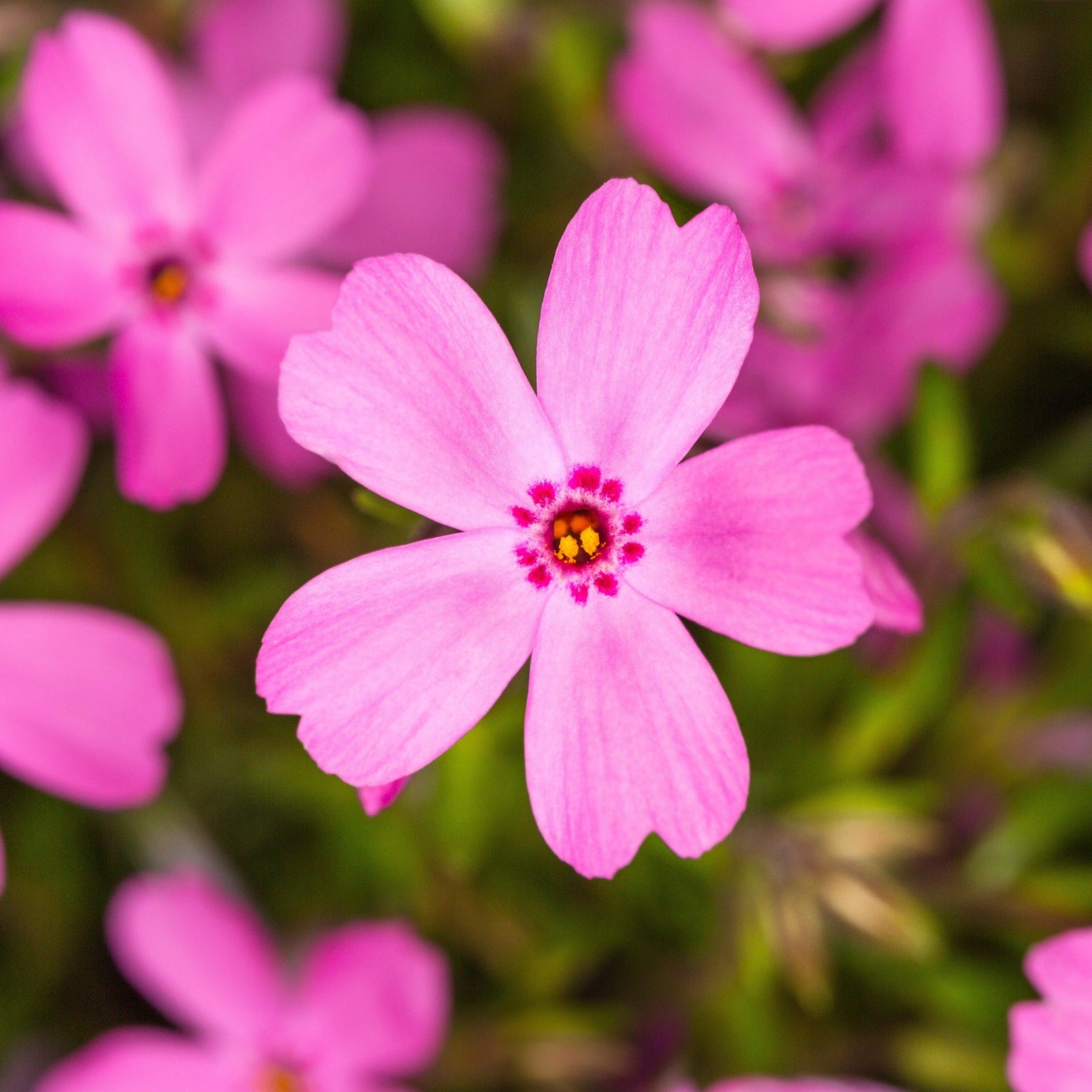 Phlox subulata 'Goldiphlox Rose' ~ GoldiPhlox™ Rose Creeping Phlox-ServeScape