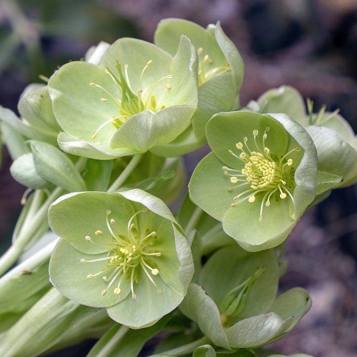 Helleborus x nigercors 'Snow Love' ~ Winter Magic™ Snow Love Lenten Rose-ServeScape