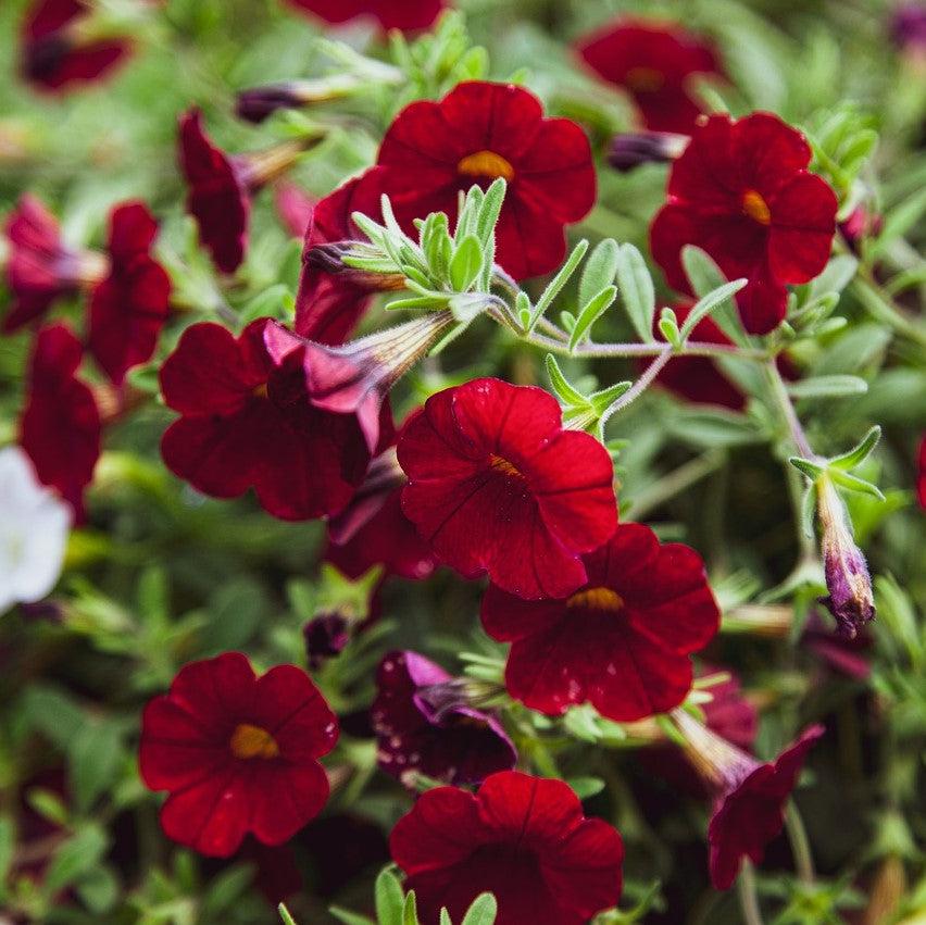 Calibrachoa 'Calitastic Dark Red' ~ Calitastic® Dark Red Calibrachoa-ServeScape