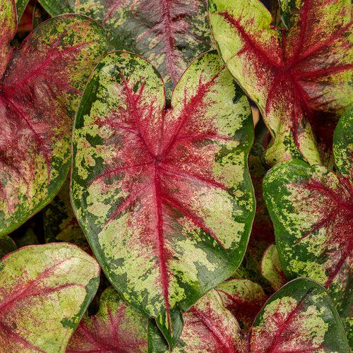 Caladium 'Flatter Me' ~ PW® Heart to Heart® Flatter Me Caladium-ServeScape