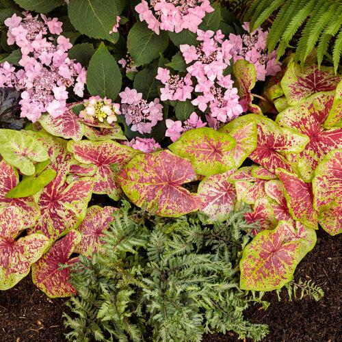 Athyrium niponicum 'Crested Surf' ~ PW® Crested Japanese Painted Fern-ServeScape