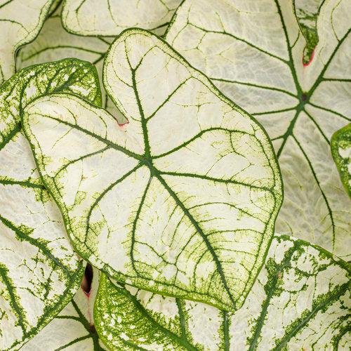 Caladium 'Snow Drift' ~ PW® Heart to Heart® Snow Drift Caladium-ServeScape