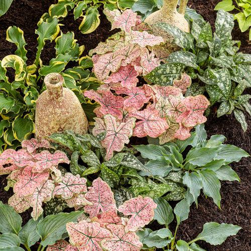 Caladium 'Splash of Wine' ~ PW® Heart to Heart® Splash of Wine Caladium-ServeScape