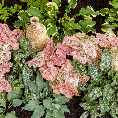 Caladium 'Splash of Wine' ~ PW® Heart to Heart® Splash of Wine Caladium-ServeScape