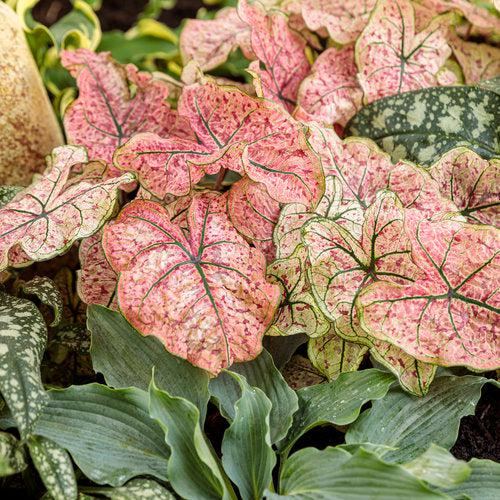 Caladium 'Splash of Wine' ~ PW® Heart to Heart® Splash of Wine Caladium-ServeScape