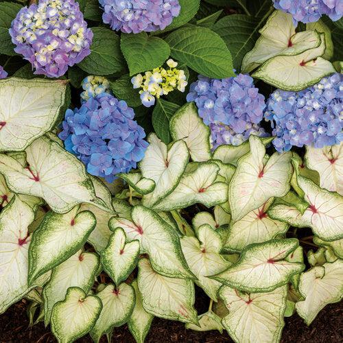 Caladium 'White Star' ~ PW® Heart to Heart® White Star Caladium-ServeScape