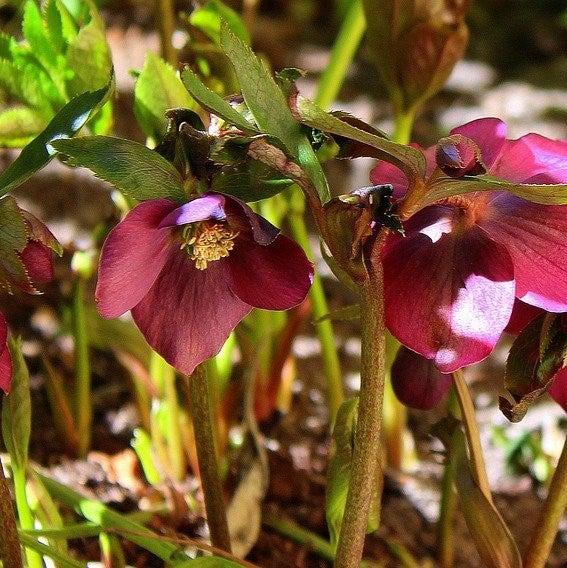 Helleborus x hybridus 'Ruby Wine' ~ Winter Jewels® Ruby Wine Lenten Rose-ServeScape
