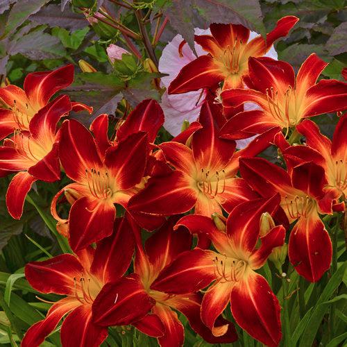 Hemerocallis 'Ruby Spider' ~ PW® Rainbow Rhythm® Ruby Spider Daylily-ServeScape