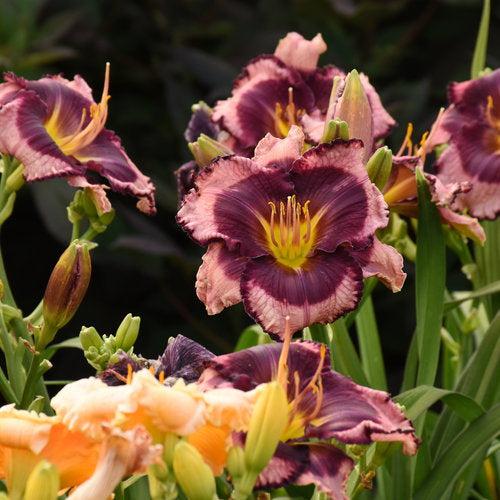Hemerocallis 'Storm Shelter' ~ PW® Rainbow Rhythm® Storm Shelter Daylily-ServeScape