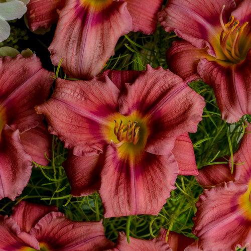 Hemerocallis 'Rosy Returns' ~ Rosy Returns Daylily-ServeScape