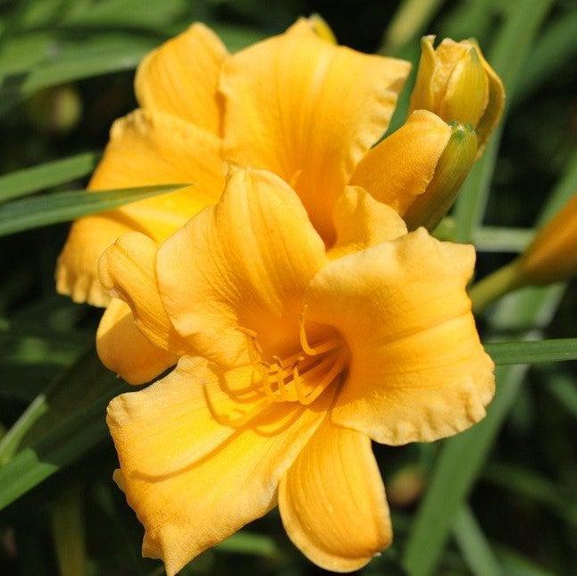 Hemerocallis x 'SPd 06-16' PP23113 ~ Key Largo Moon™ Daylily-ServeScape