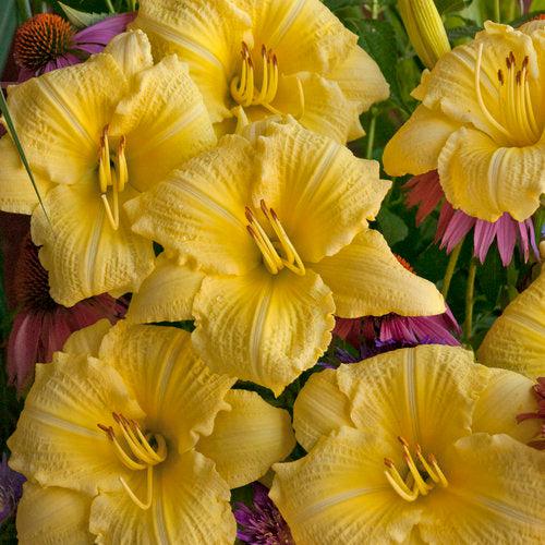 Hemerocallis 'Going Bananas' ~ Rainbow Rhythm® Going Bananas Daylily-ServeScape