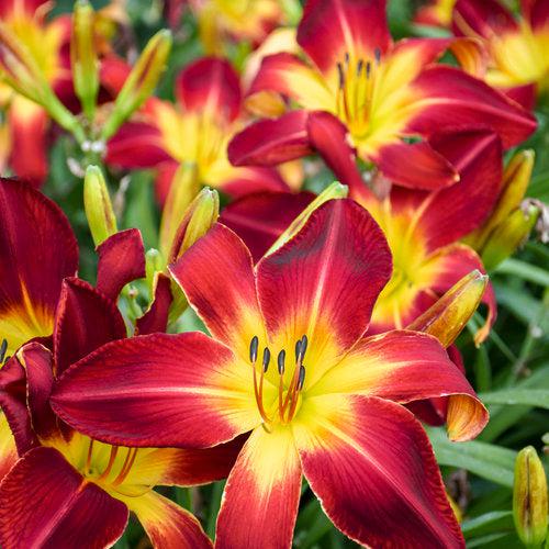 Hemerocallis 'Ruby Spider' ~ PW® Rainbow Rhythm® Ruby Spider Daylily-ServeScape