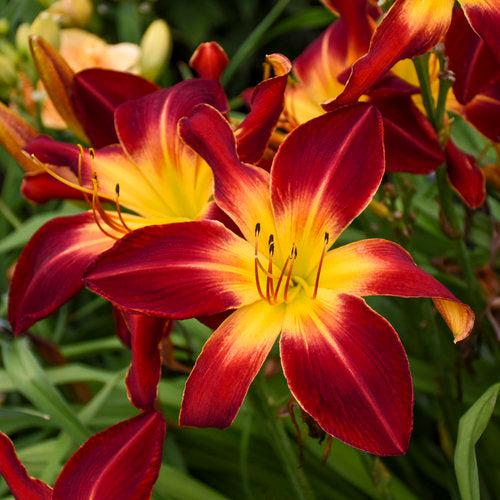 Hemerocallis 'Ruby Spider' ~ PW® Rainbow Rhythm® Ruby Spider Daylily-ServeScape