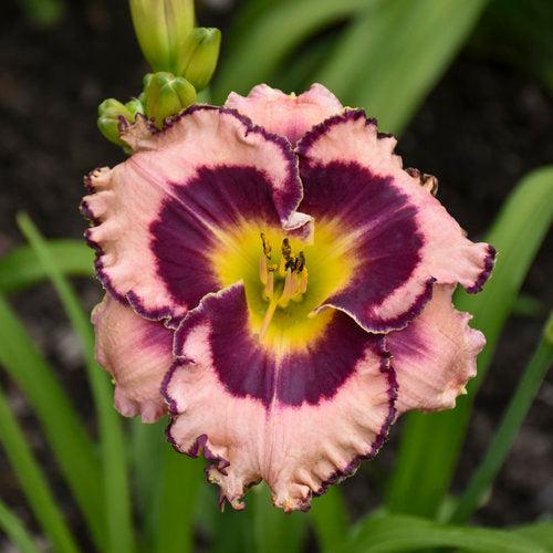 Hemerocallis 'Sound of My Heart' ~ PW® Rainbow Rhythm® Sound of My Heart Daylily-ServeScape