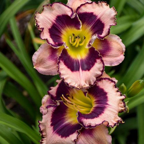Hemerocallis 'Sound of My Heart' ~ PW® Rainbow Rhythm® Sound of My Heart Daylily-ServeScape