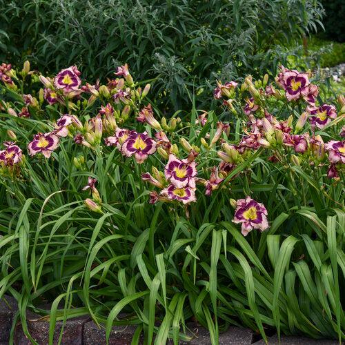 Hemerocallis 'Sound of My Heart' ~ PW® Rainbow Rhythm® Sound of My Heart Daylily-ServeScape