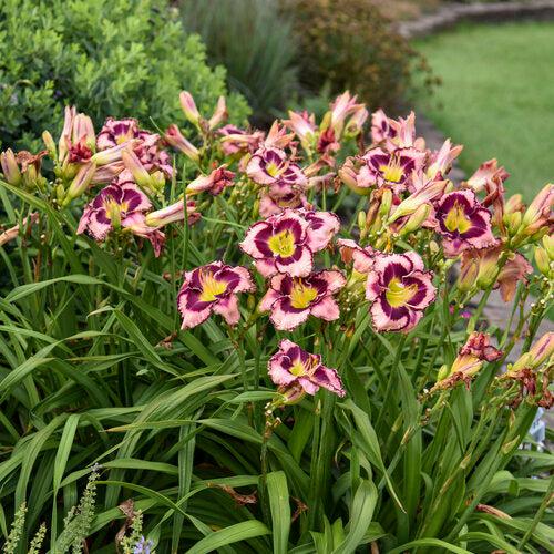 Hemerocallis 'Sound of My Heart' ~ PW® Rainbow Rhythm® Sound of My Heart Daylily-ServeScape