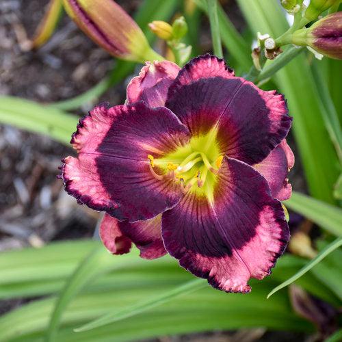 Hemerocallis 'Storm Shelter' ~ PW® Rainbow Rhythm® Storm Shelter Daylily-ServeScape